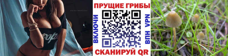 купить наркотики цена  MEGA сайт  Псилоцибиновые грибы MAGIC MUSHROOMS  Салаир 